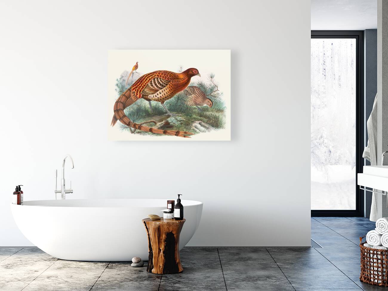 Phasianus Soemmerringii. 1872 Reproduction