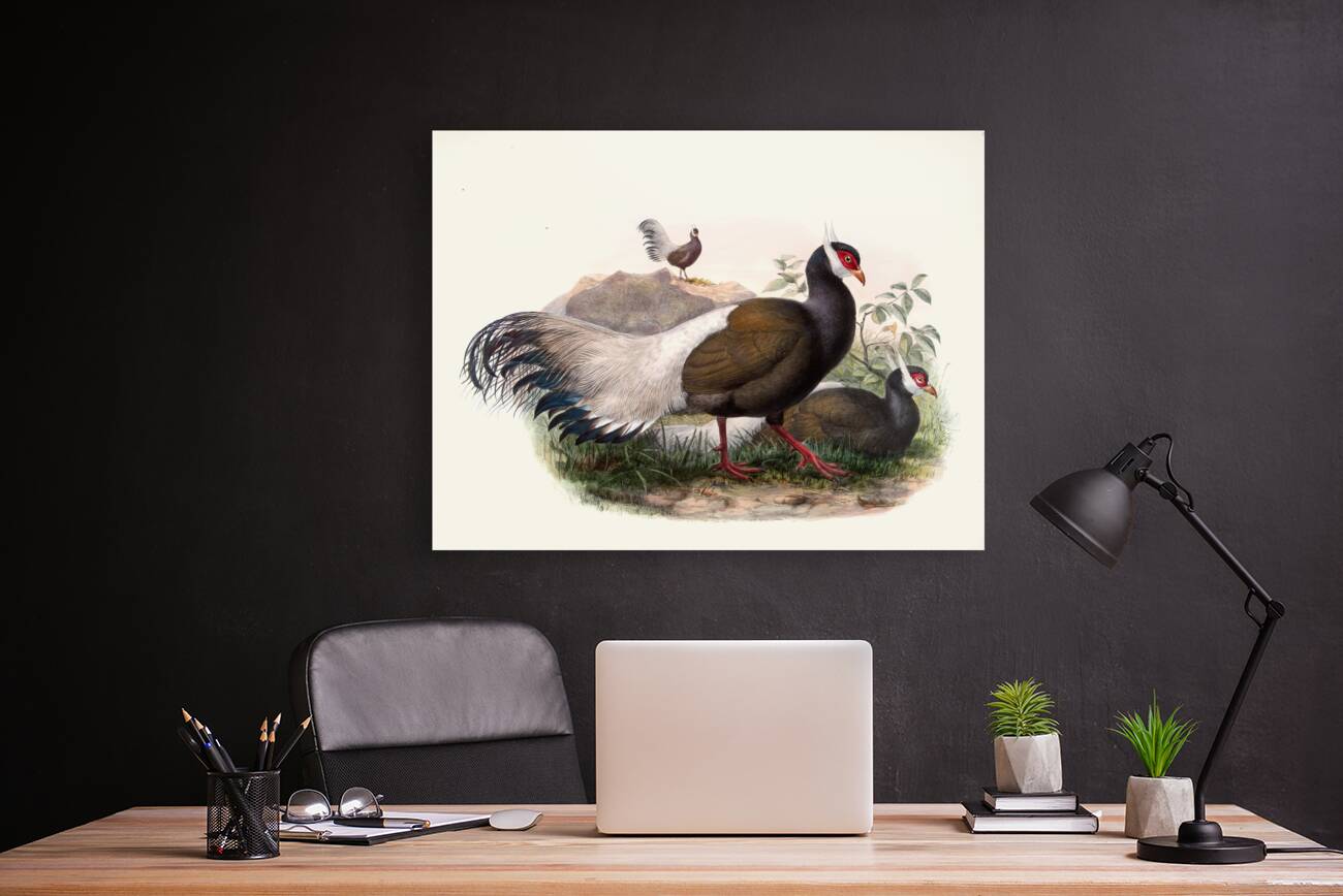 Crossoptilon mantchuricum. 1872 Reproduction