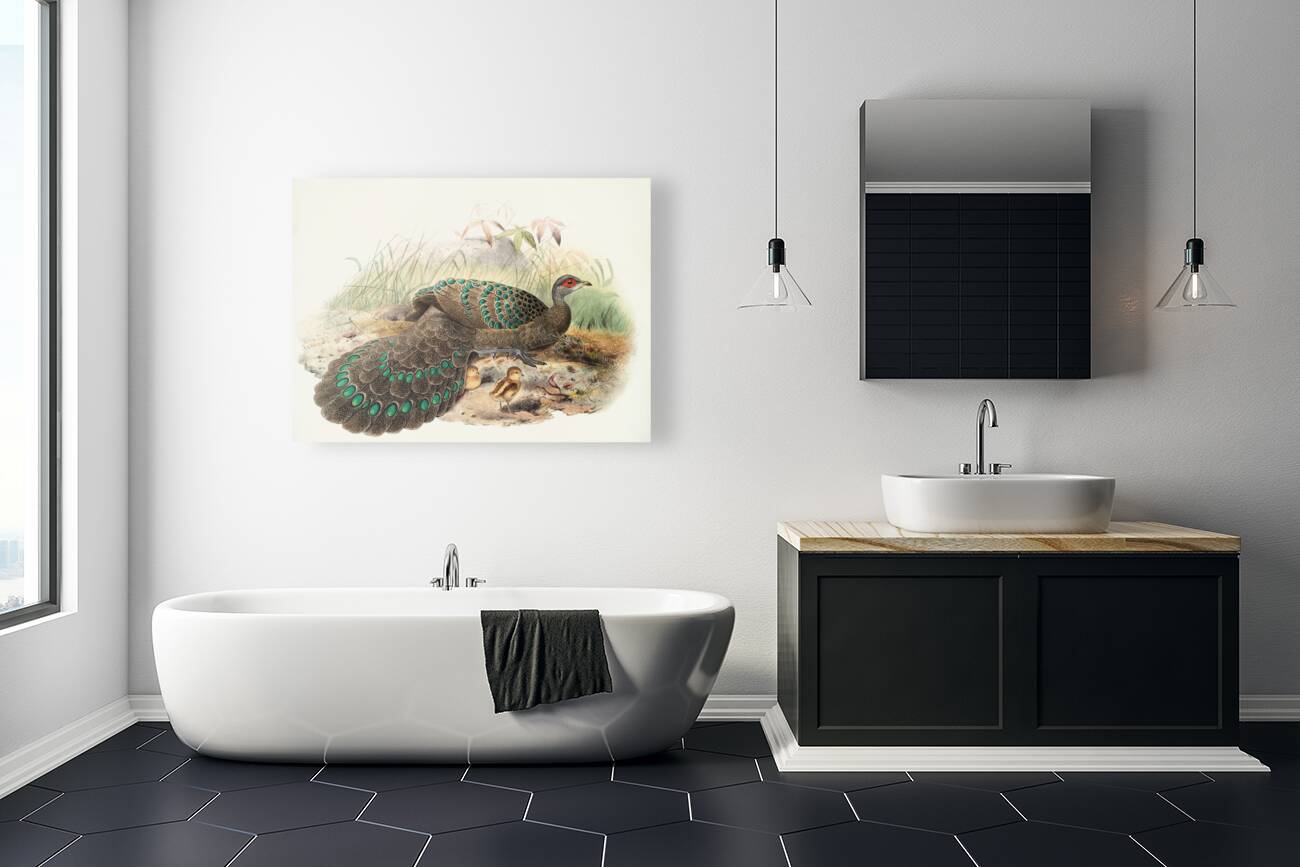 Polyplectron Germaini. 1872 Reproduction