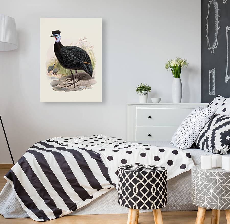 Numida cristata. 1872 Reproduction