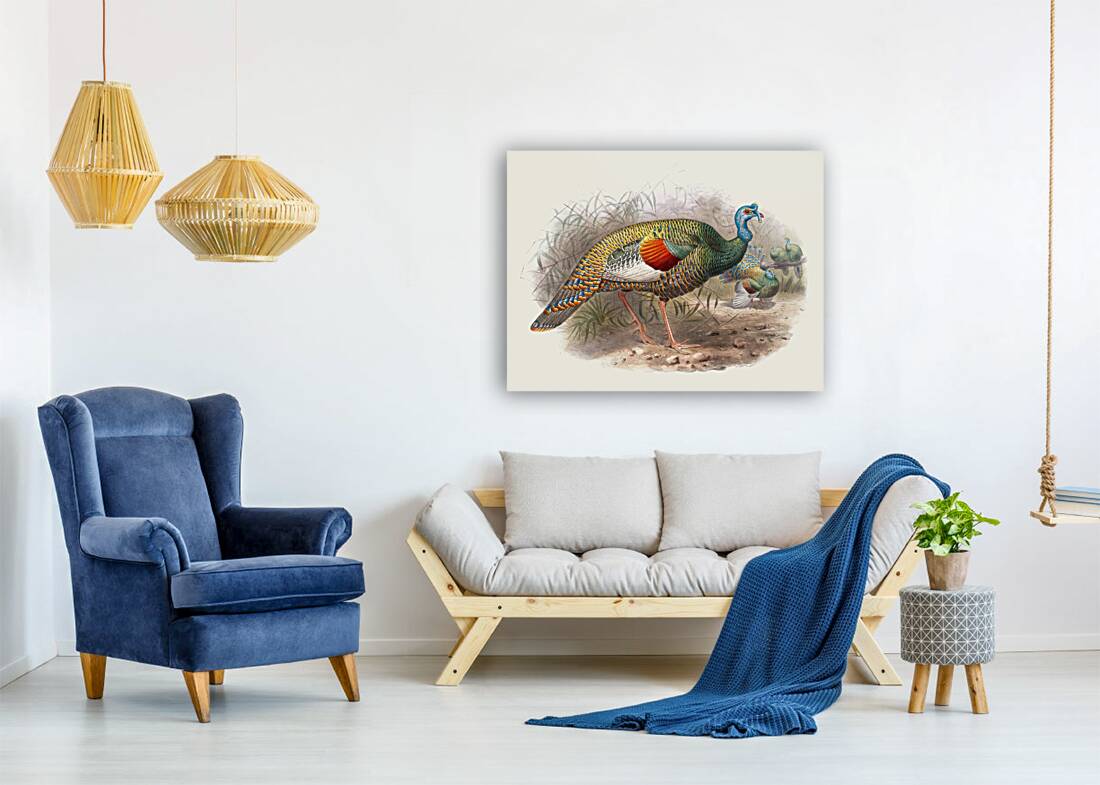 Melaeacris Ocellata 1872 Reproduction