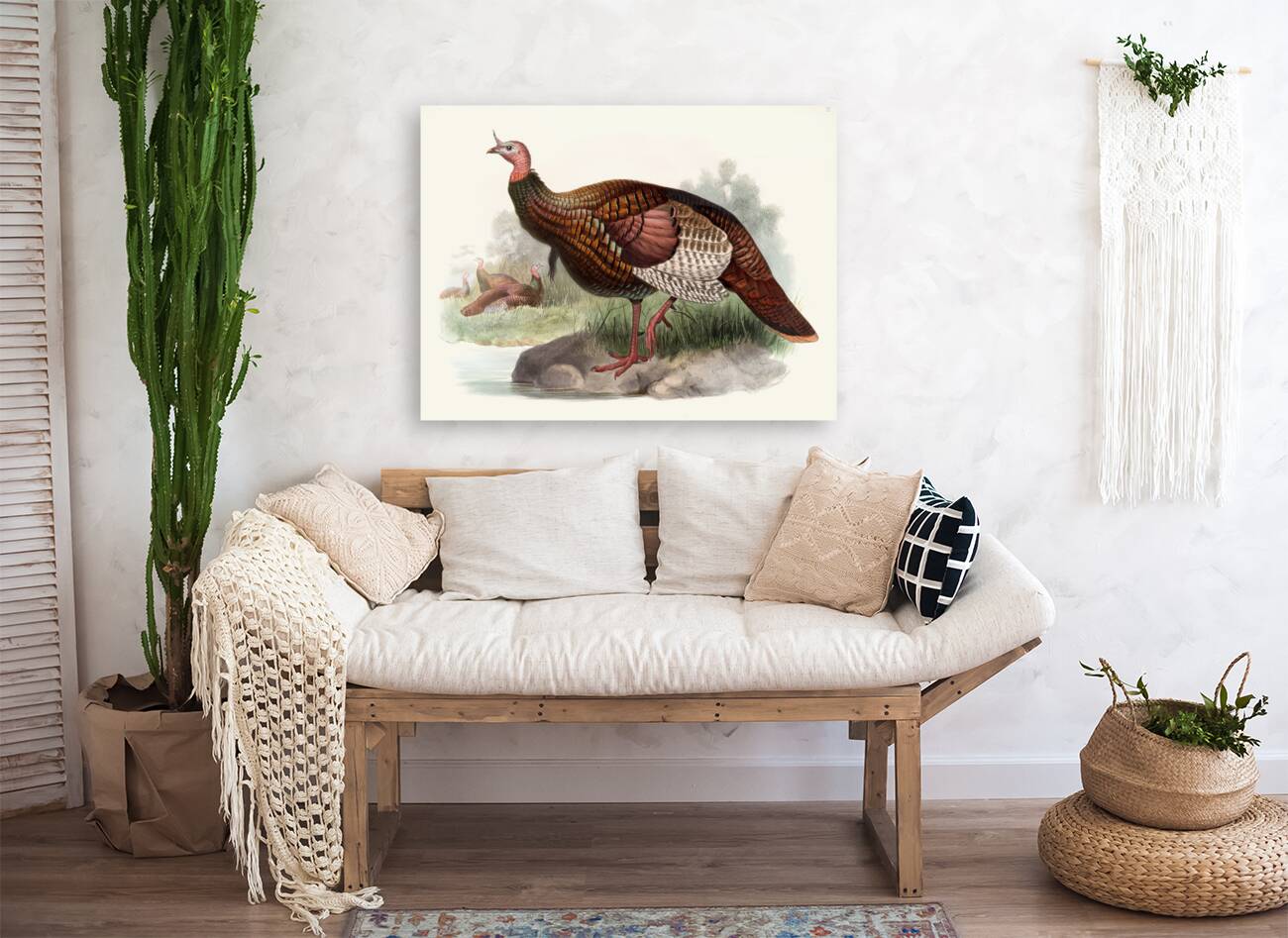 Meleagris gallopavo. 1872 Reproduction