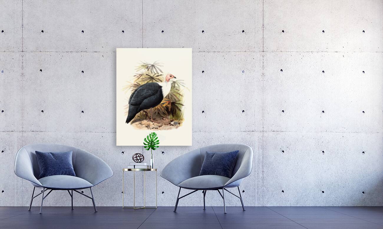 Agelastes meleagrides. 1872 Reproduction