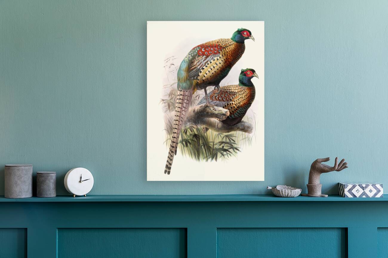 Phasianus Deccollatus 1872 Reproduction