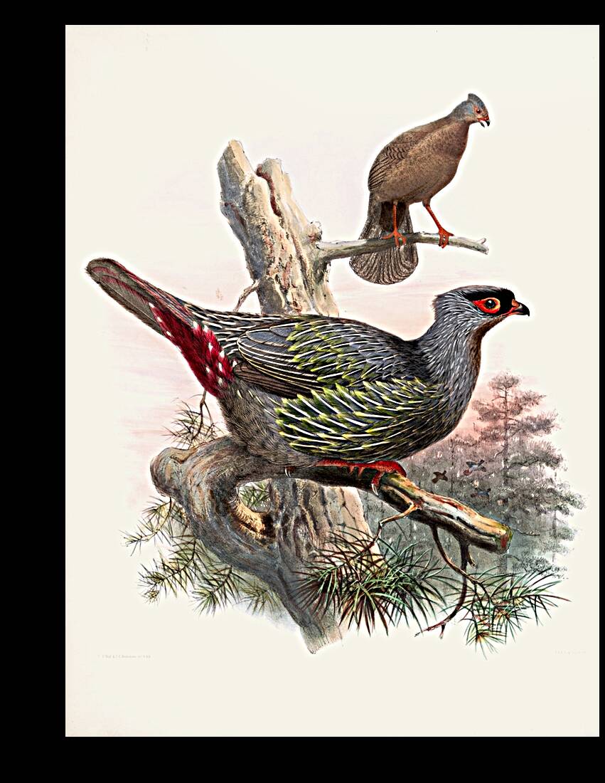 Ithaginis Geoffroyi. 1872 Reproduction