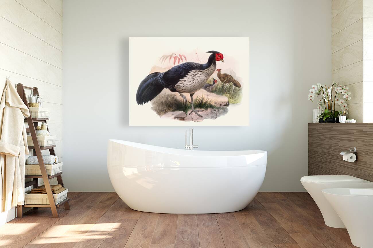 Euplocamus melanotis. 1872 Reproduction