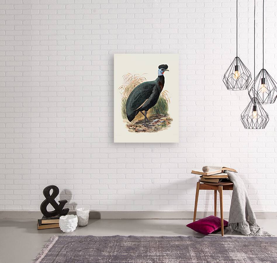 Numida Verreauxii. 1872 Reproduction