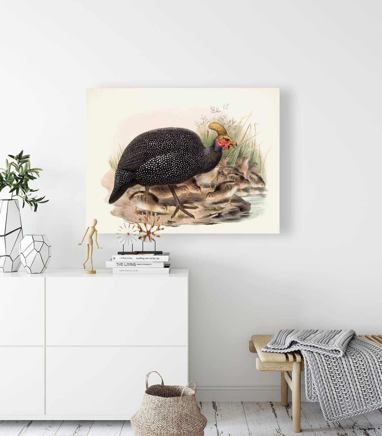 Numida coronata. 1872 Reproduction