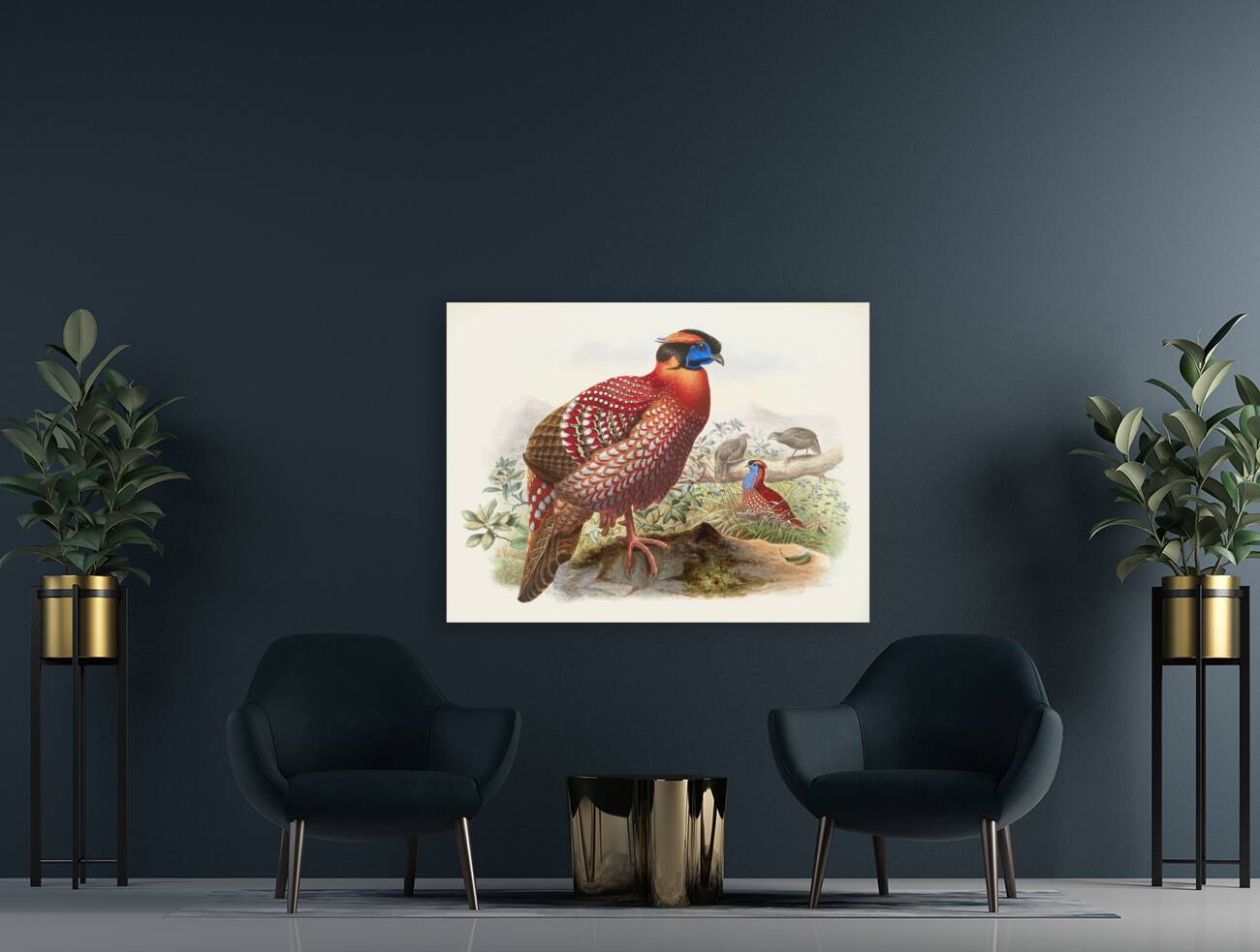 Ceriornis melanocephala. 1872 Reproduction