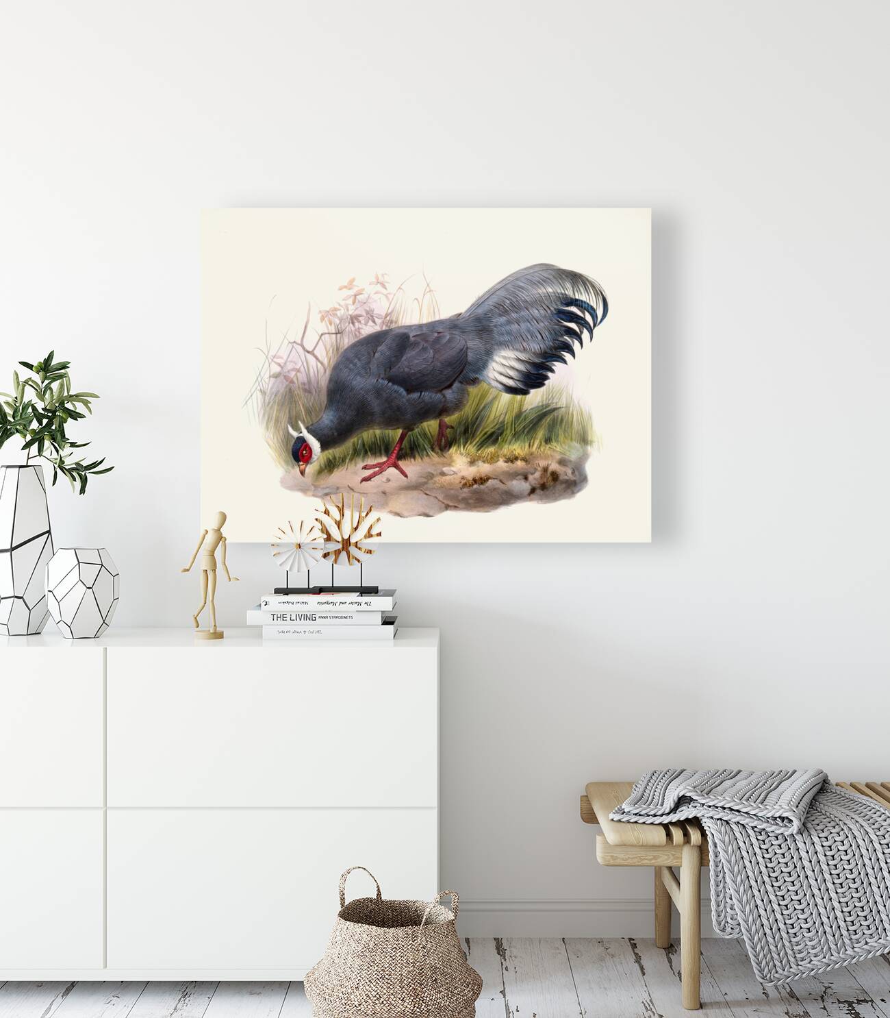 Crossoptilon auritum. 1872 Reproduction