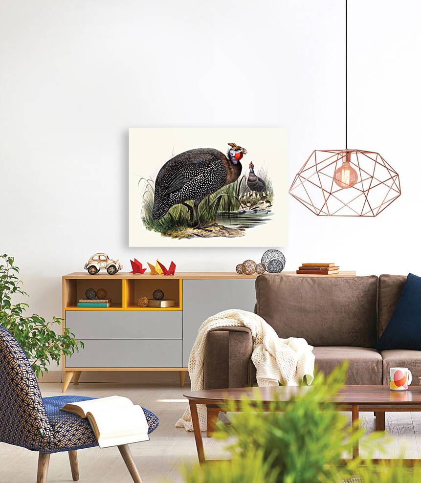 Numida meleagris. 1872 Reproduction