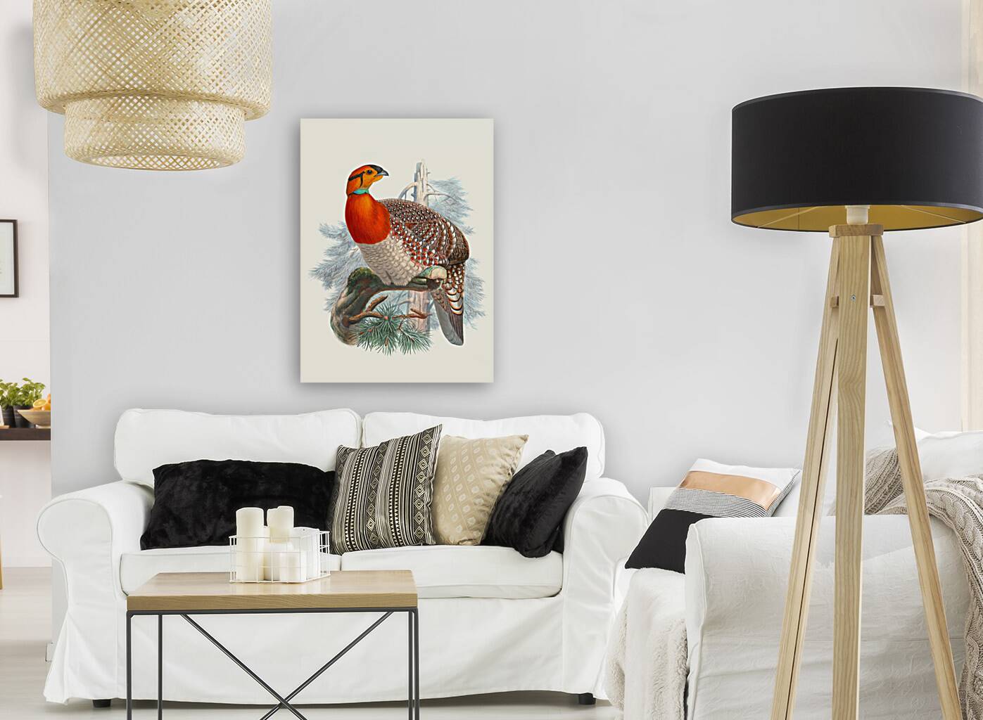 Ceriornis Blythii. 1872 Reproduction