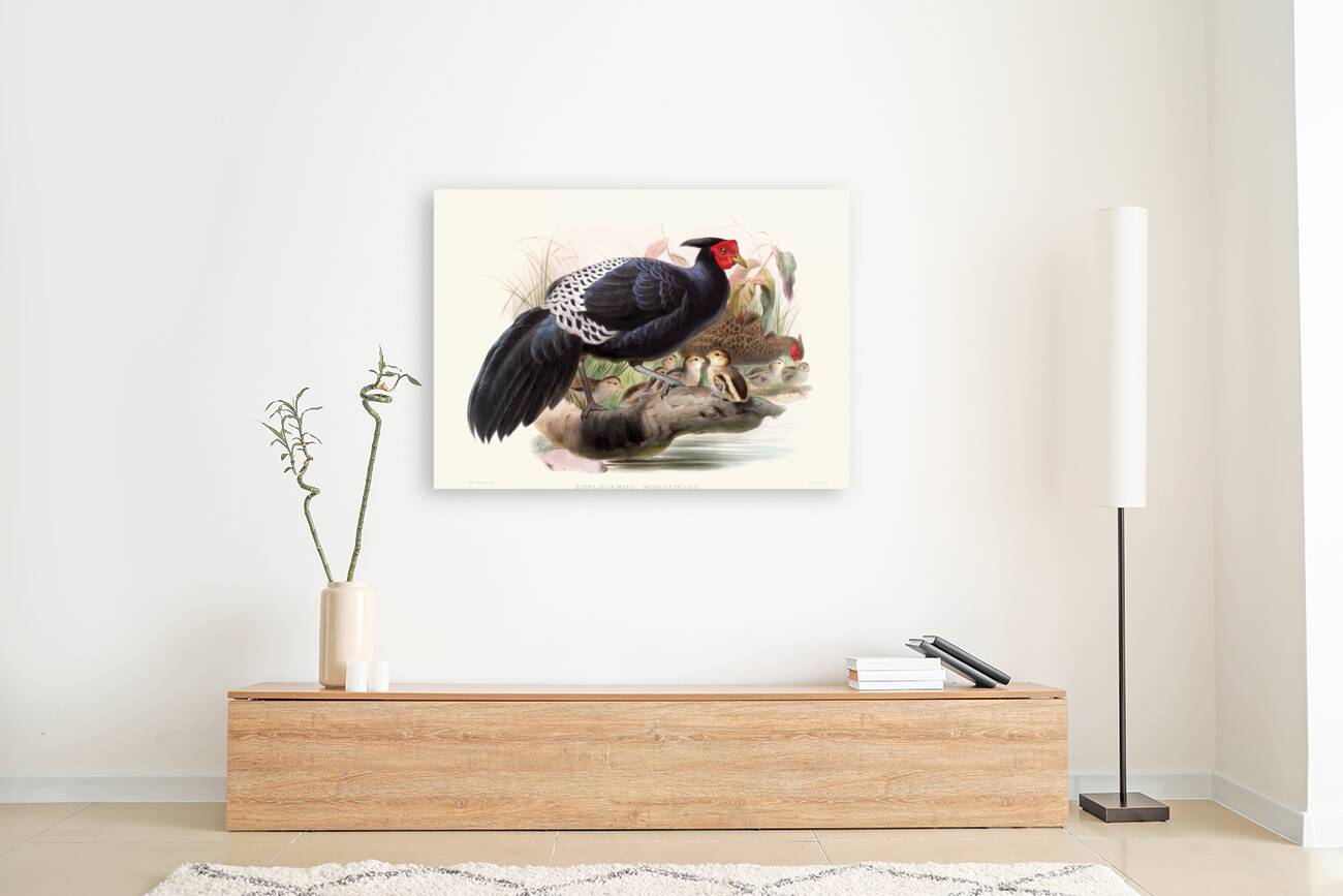 Euplocamus Horsefieldii 1872 Reproduction