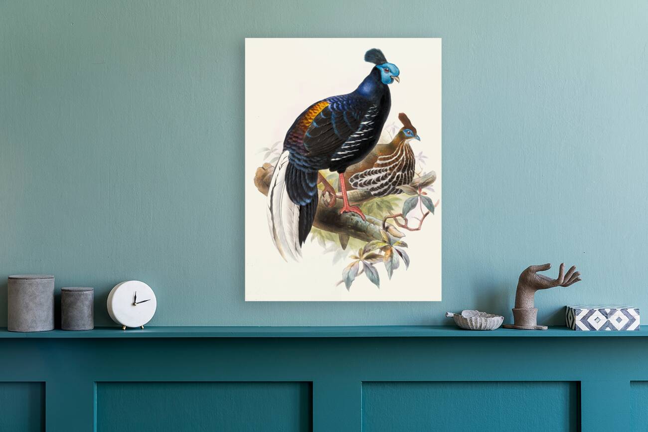 Euplocomus ignitus. 1872 Reproduction