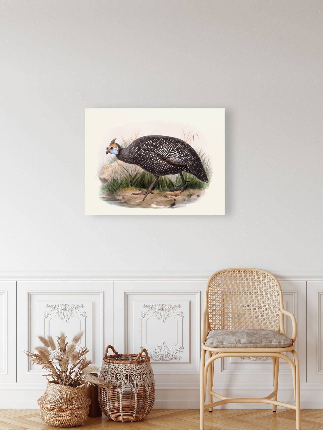 Numida ptilorhyncha. 1872 Reproduction