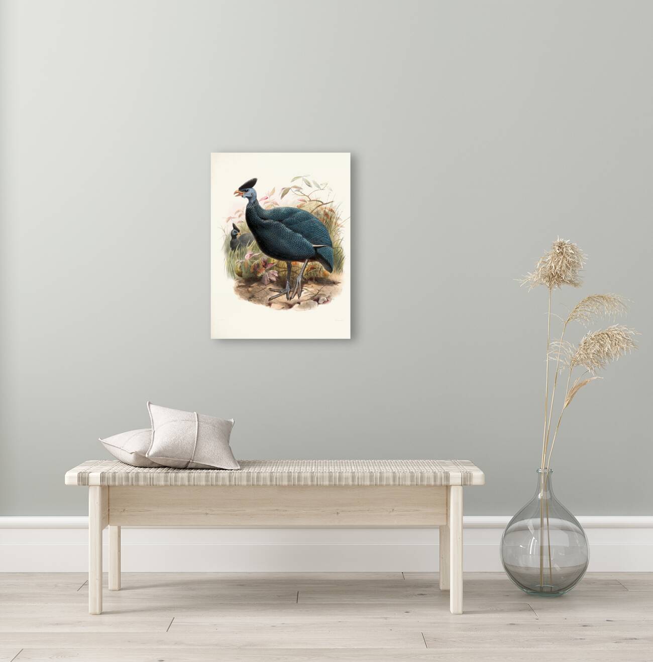 Numida plumifera. 1872 Reproduction