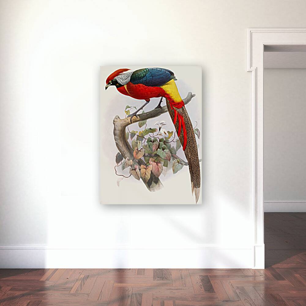 Hybrid Pheasant. 1872 Reproduction