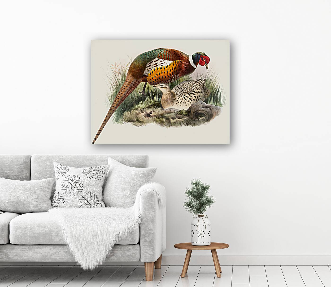 Phasianus mongolicus. 1872 Reproduction