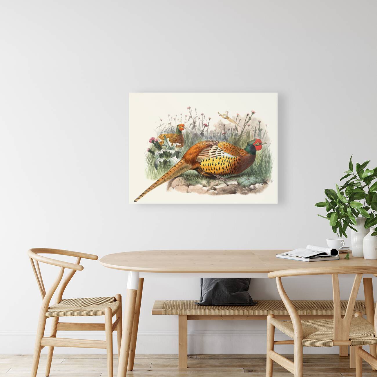 Phasianus Shawii. 1872 Reproduction