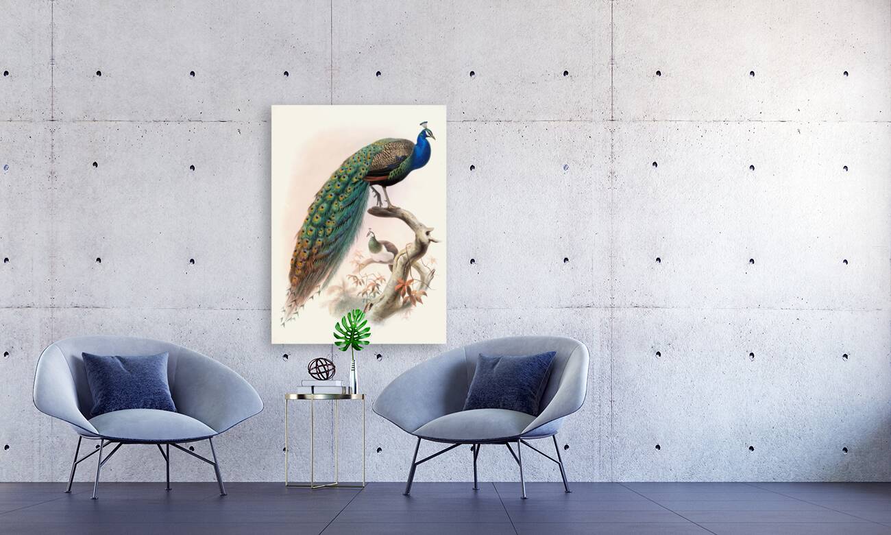 Pavo cristatus. 1872 Reproduction