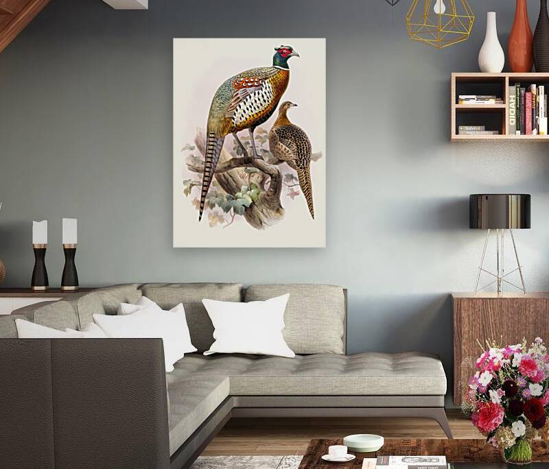 Phasianus formosanus. 1872 Reproduction