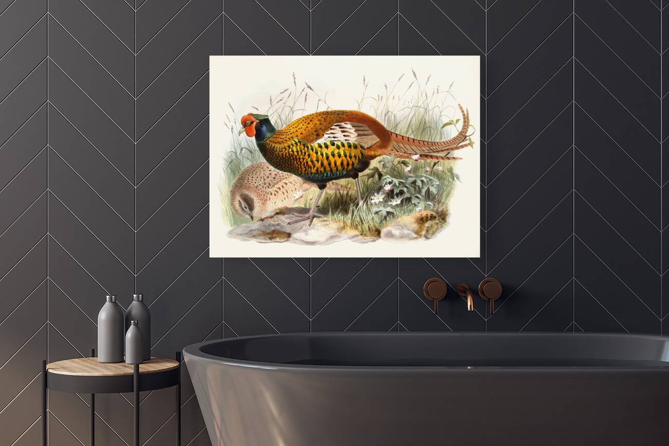 Phasianus insignis. 1872 Reproduction