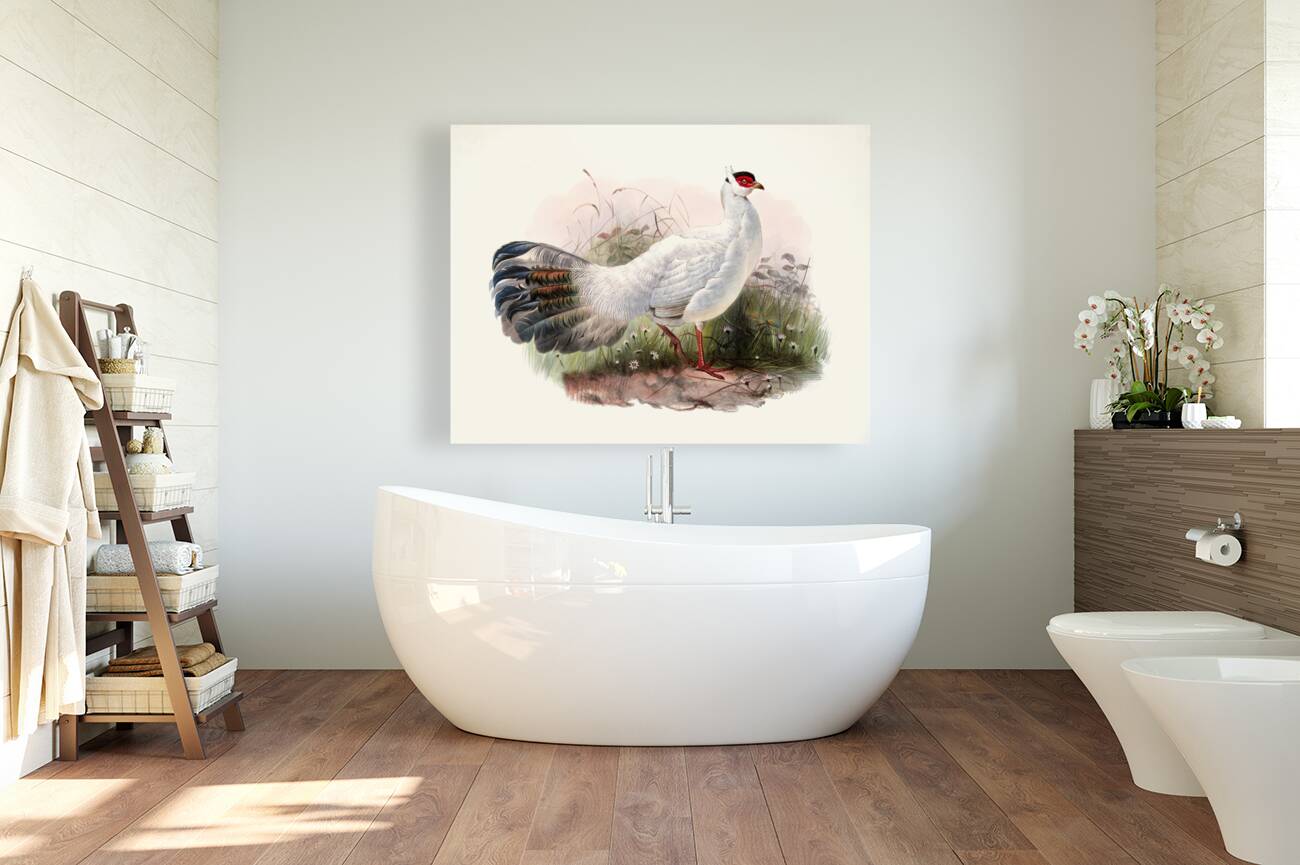 Crossoptilon Drouynii. 1872 Reproduction