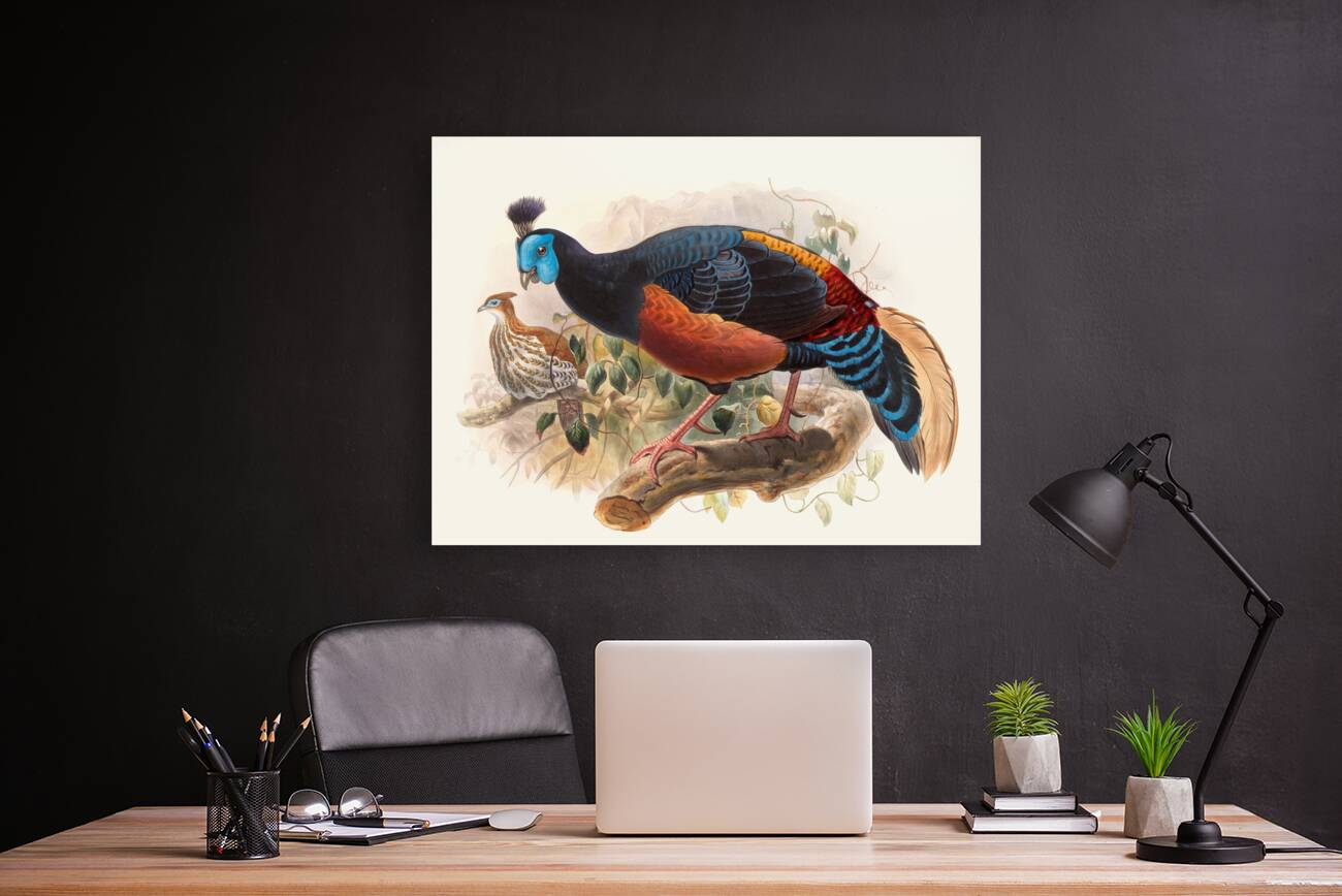 Euplocamus nobilis. 1872 Reproduction