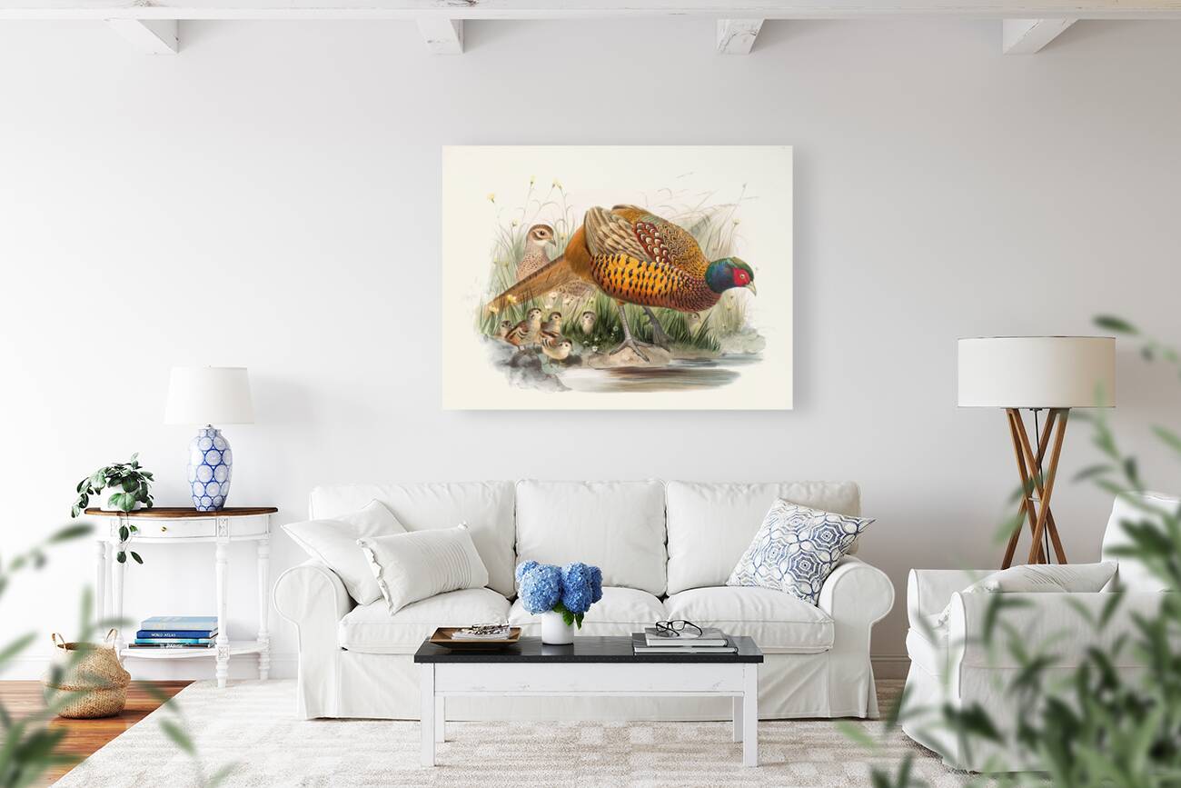 Phasianus colchicus. 1872 Reproduction