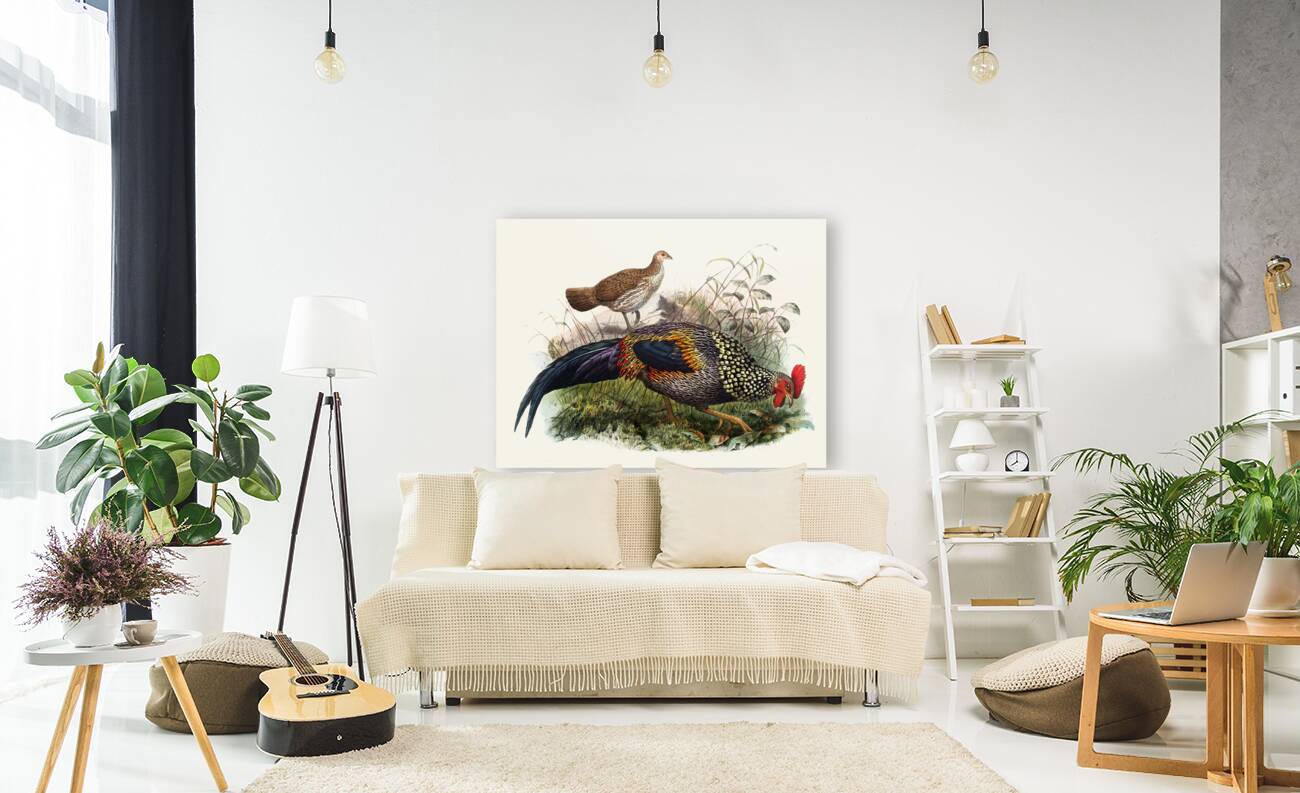 Gallus Sonneratii. 1872 Reproduction