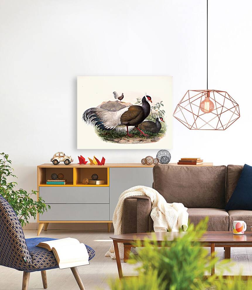 Crossoptilon mantchuricum. 1872 Reproduction