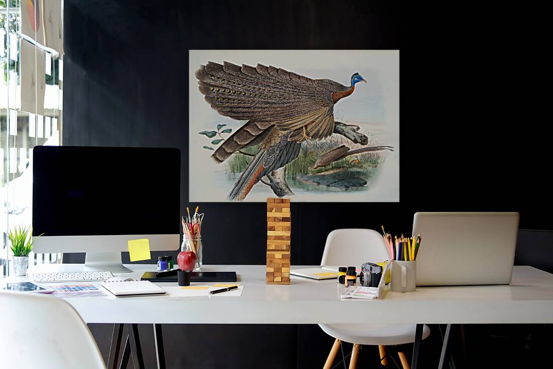 Argus Grayi. 1872 Reproduction