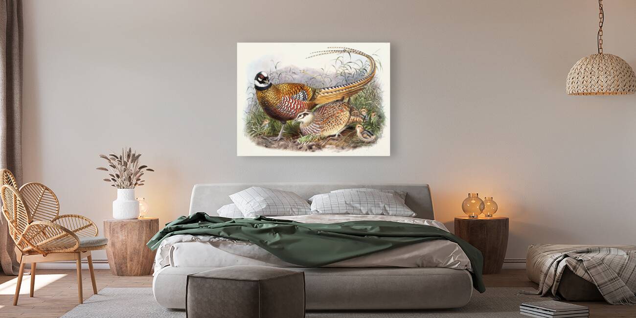 Phasianus Reevesii. 1872 Reproduction