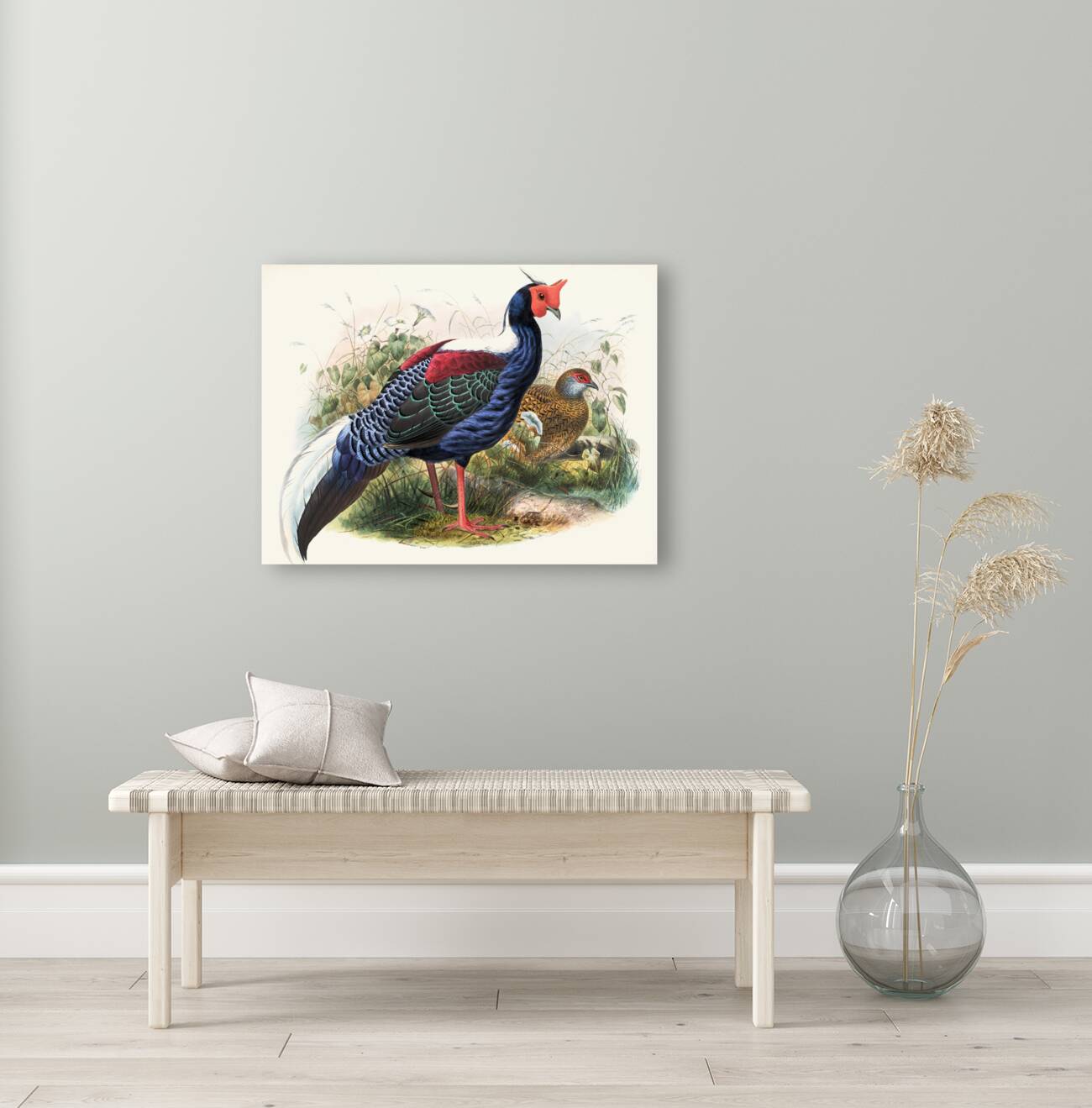 Euplocomus Swinhoei. 1872 Reproduction