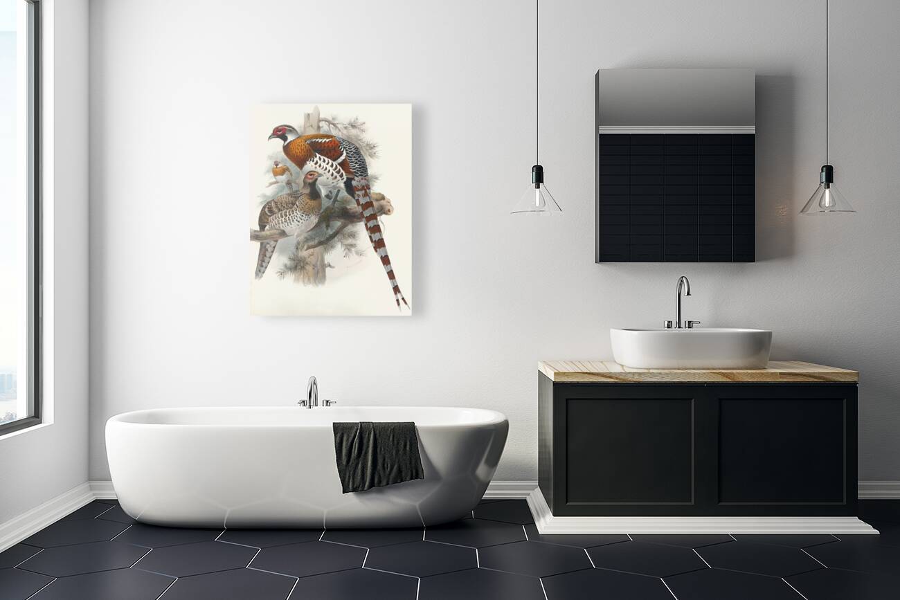 Calophasis Ellioti. 1872 Reproduction