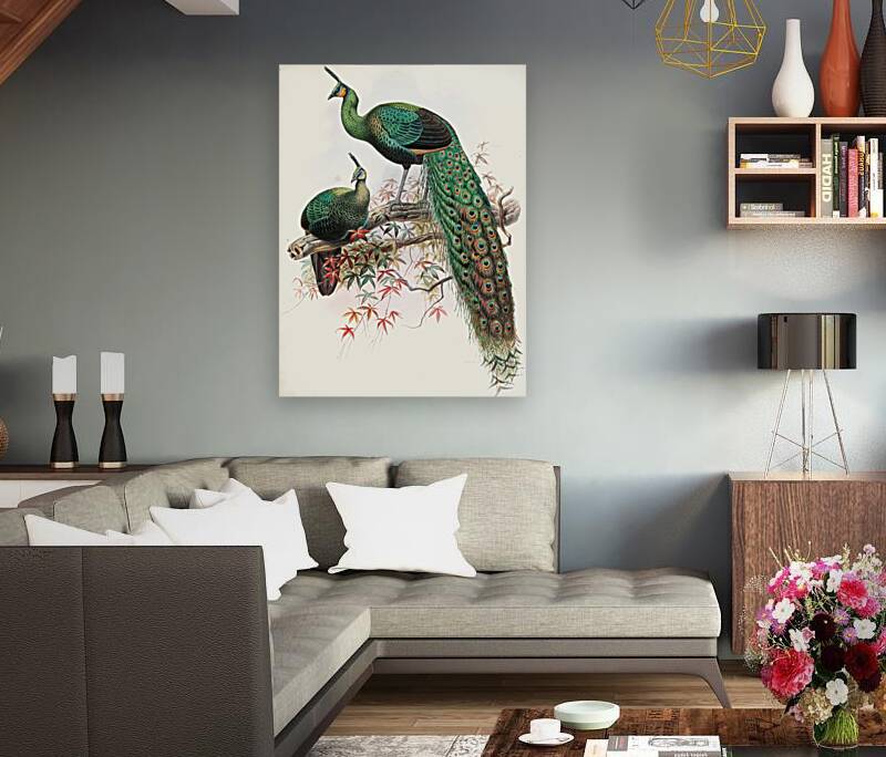 Pavo muticus. 1872 Reproduction