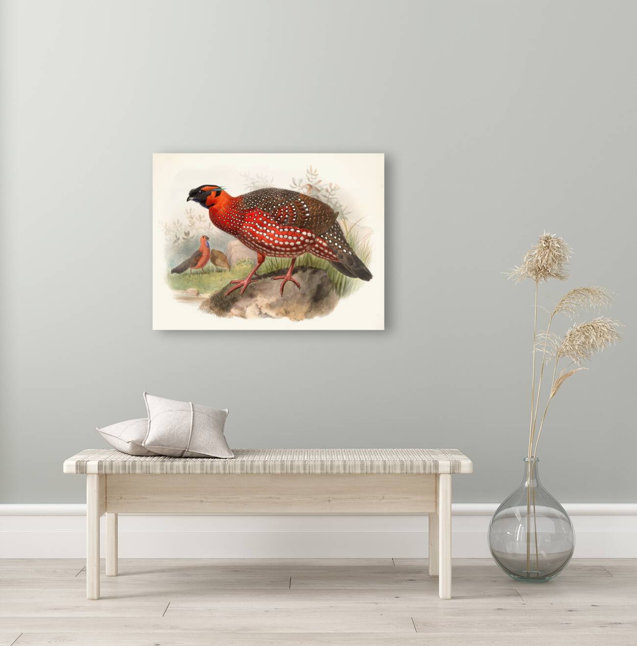 Ceriornis satyra. 1872 Reproduction