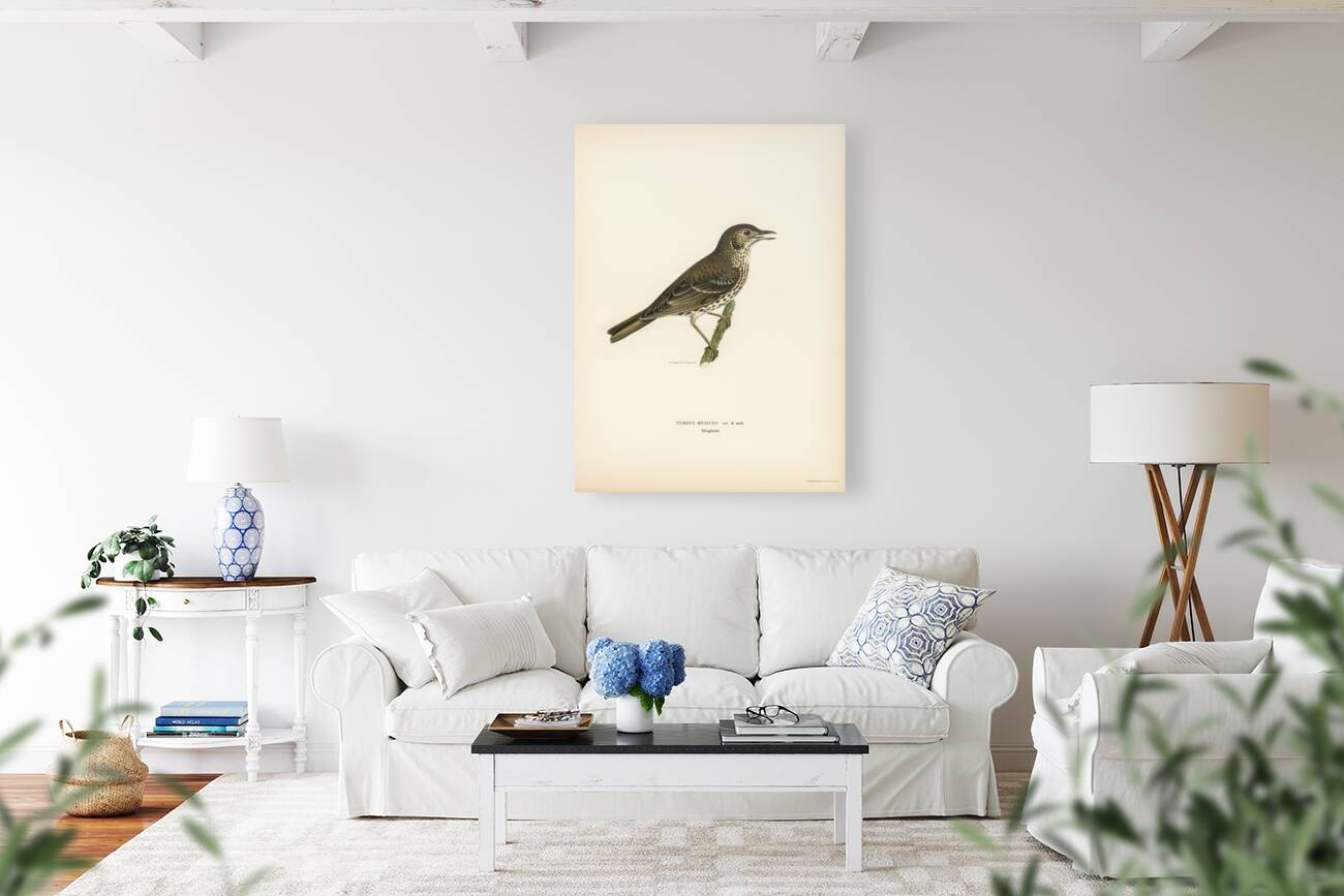 Redwing-Song thrush Turdus usicus Reproduction