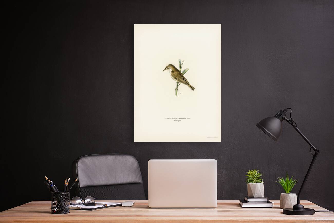 Red warbler Acrocephalus streperus Reproduction