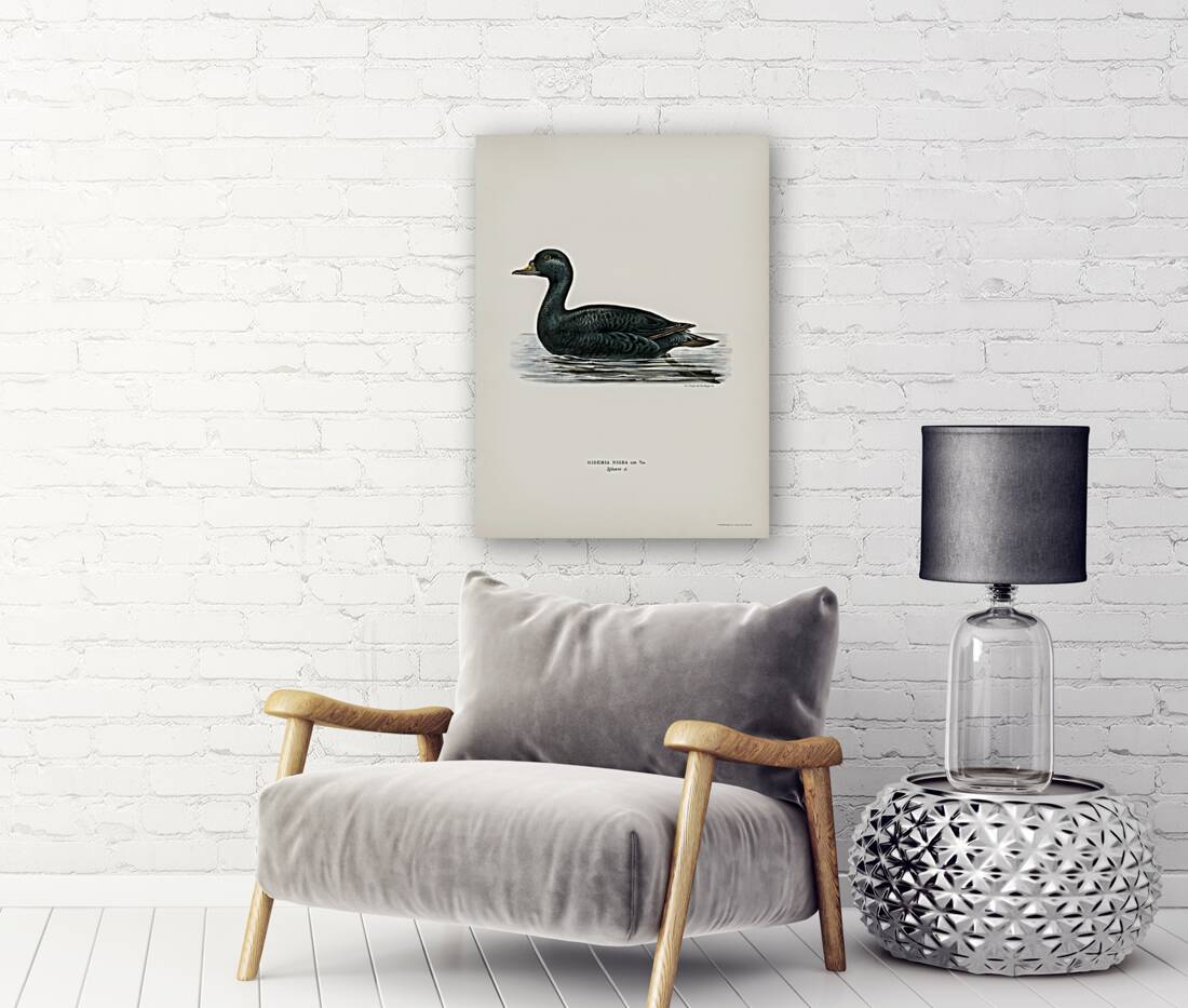 Somateria mollissima Reproduction