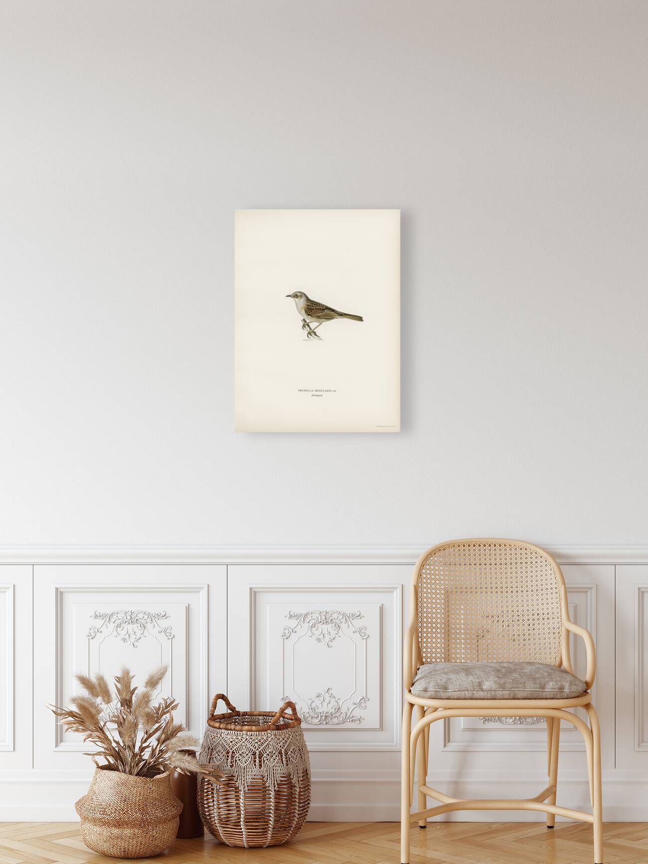 Prunella modularis Reproduction