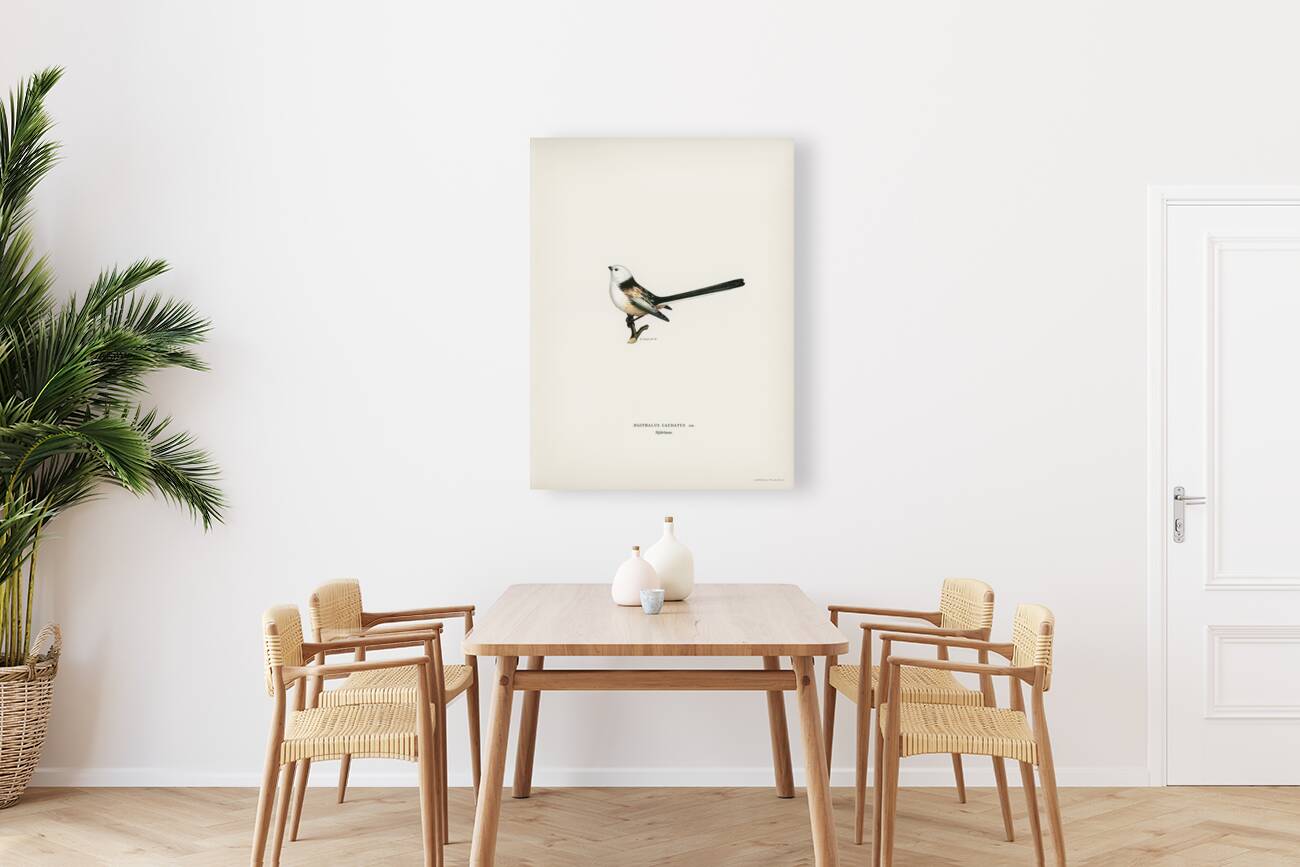 Aegithalus caudatus Long-tailed tit Reproduction