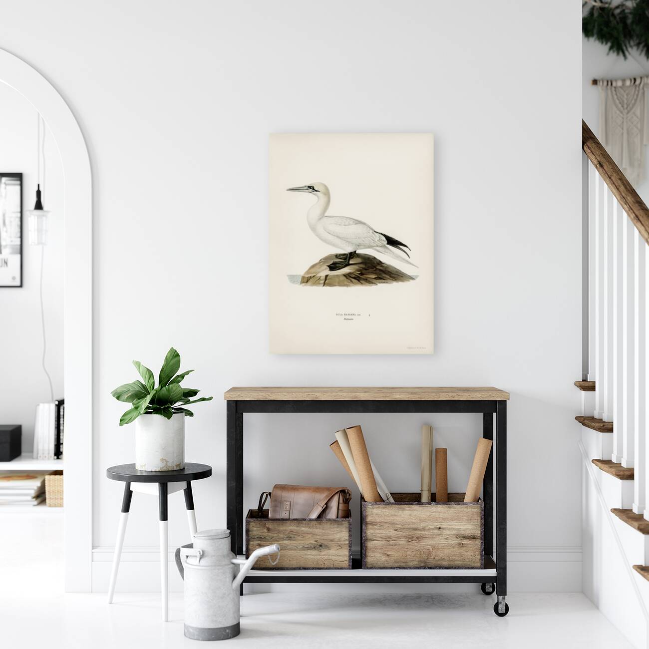 Sula bassana Reproduction