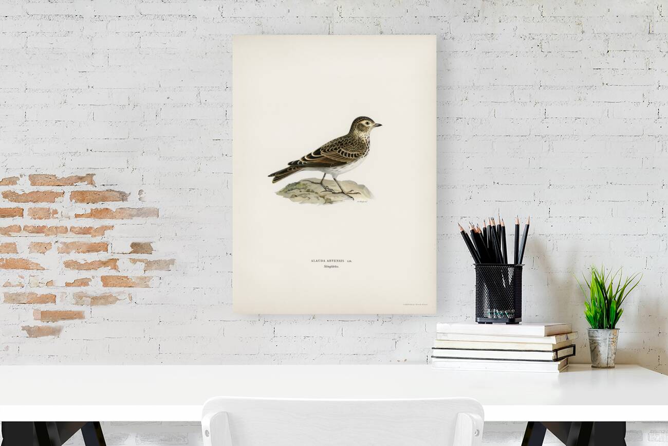 Eurasian skylark Alauda arvensis Reproduction