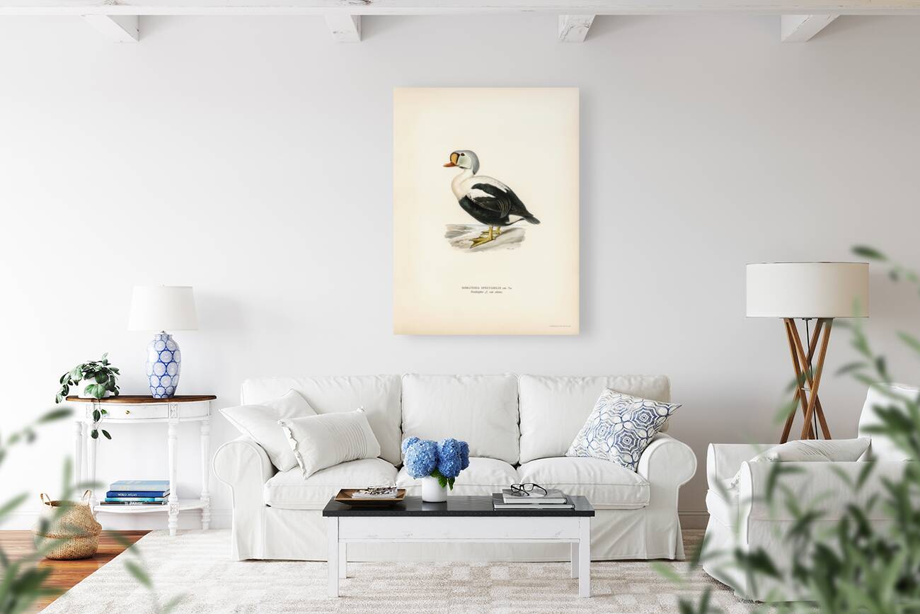 Somateria spectabilis Reproduction