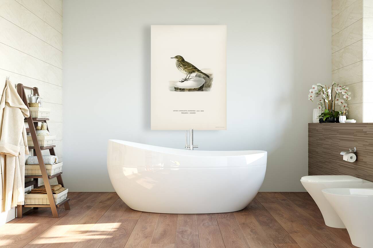 Water pipit Anthus spinoletta rupestris Reproduction