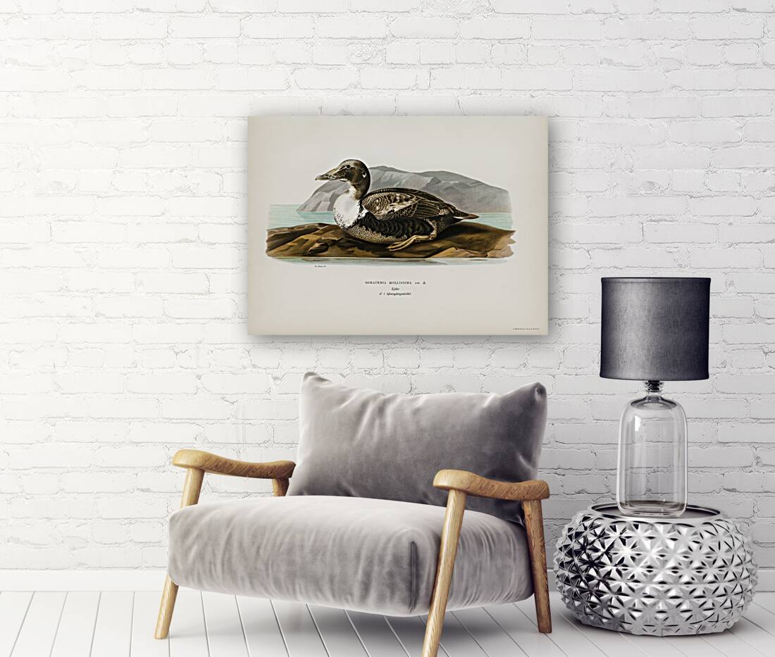 Eider Somateria mollissima Reproduction