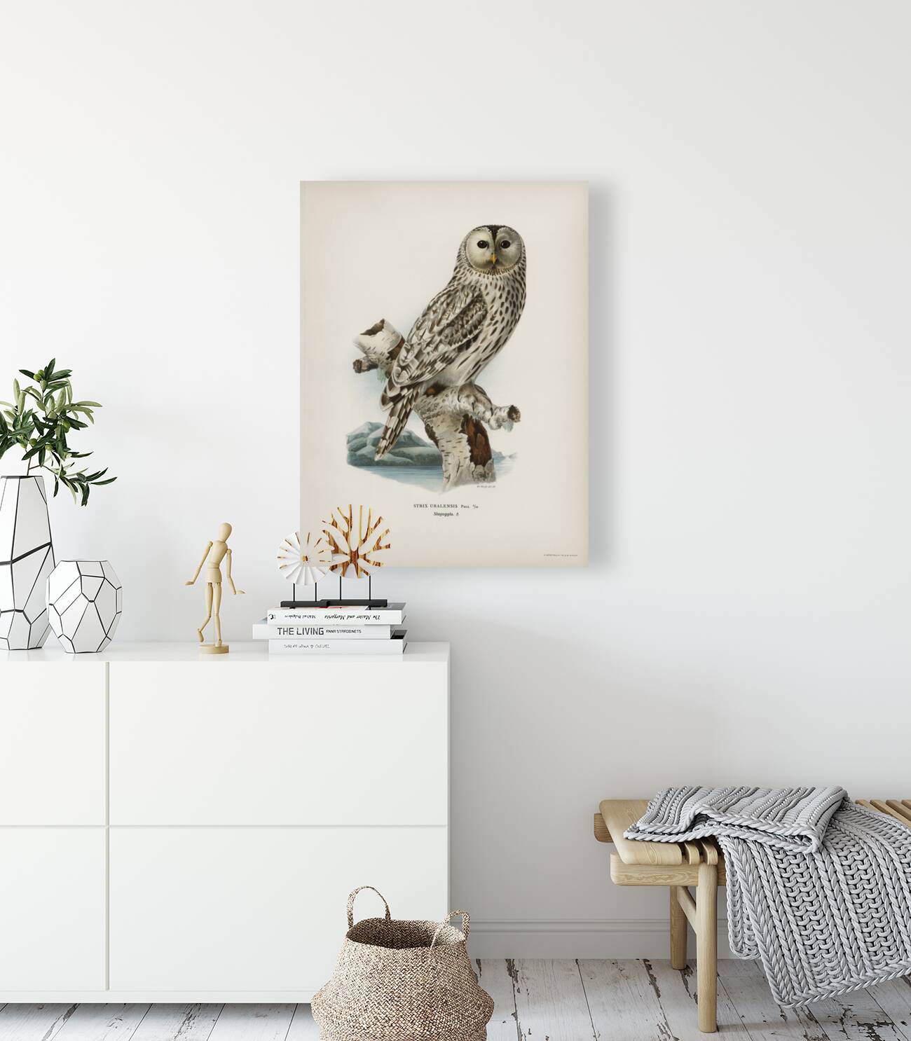 Strix uralensis ♀ Reproduction