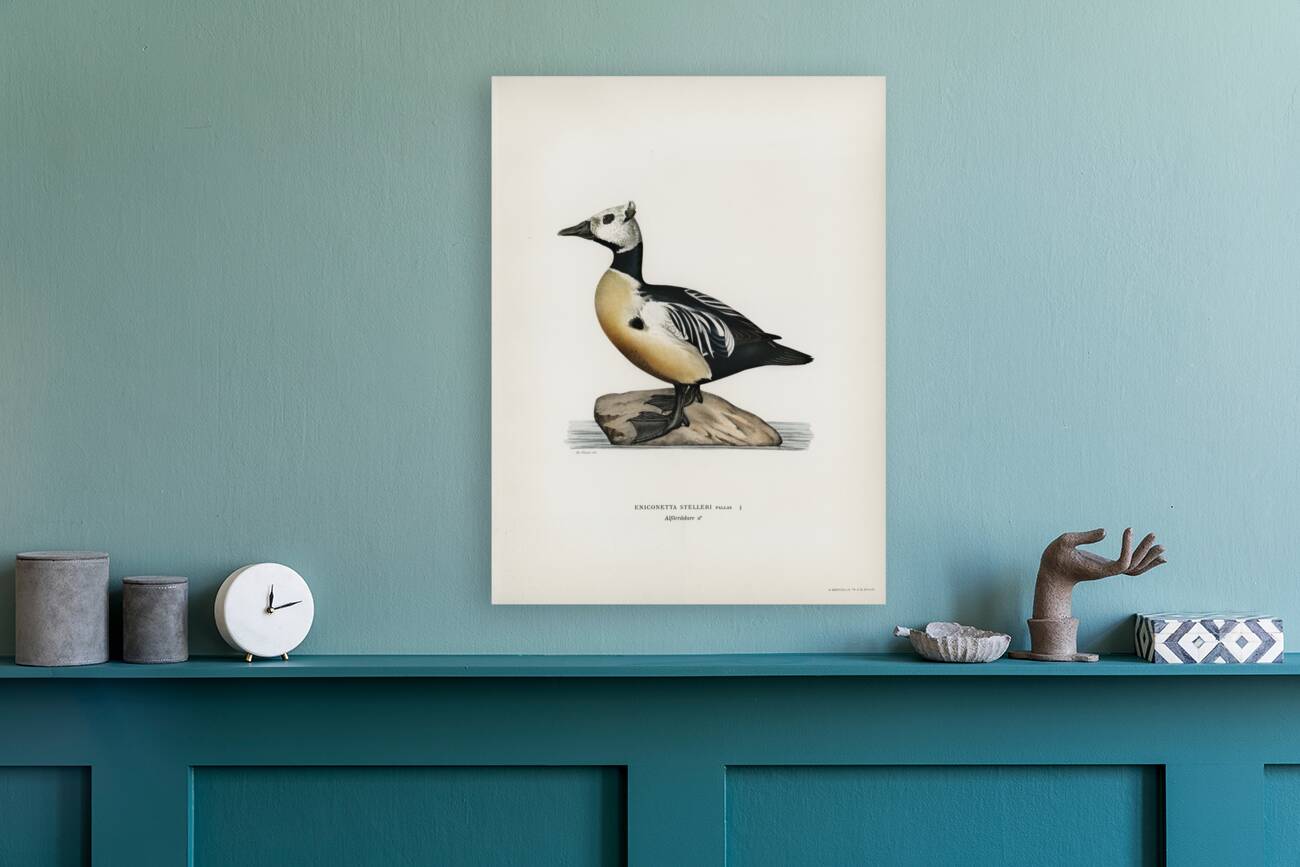 Eniconetta stelleri ♂ Reproduction