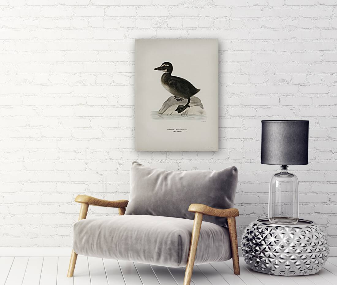 Somateria mollissima Reproduction